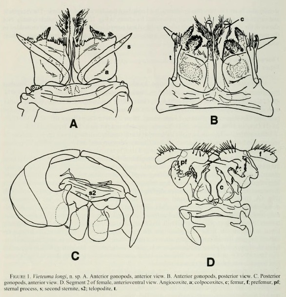 Представитель Семейства Kashmireumatidae